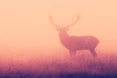Deer HD Wallpapers And Backgrounds