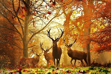 Hunting HD Wallpaper, Hunting Images Free, New Wallpapers
