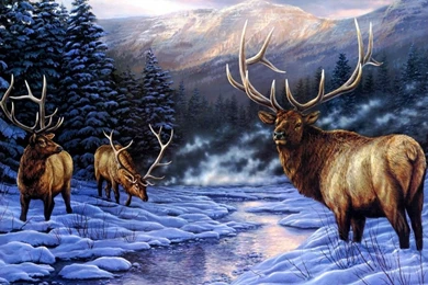 Deer Wallpapers Page 13: Mule Deer Doe Snow Winter Animals Buck ...