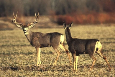 Mule Deer Wallpapers