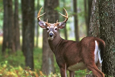 Whitetail Deer HD Wallpapers