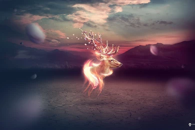 13 Deer HD Wallpapers