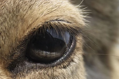 Deer Backgrounds   Wallpapers