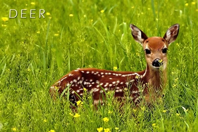 Deer Wallpapers « Animal Spot