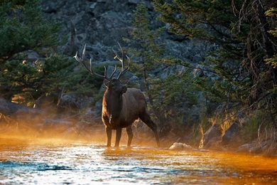 Deer hd wallpaper_1.jpg