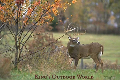 Free Deer Wallpapers