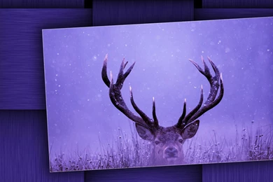 Deer Wallpapers « Animal Spot