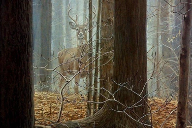 Whitetail Deer Backgrounds Viewing Gallery