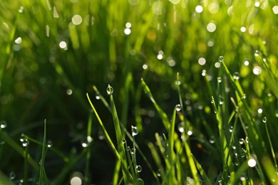 Best nature hd wallpapers 3 AMB.jpg