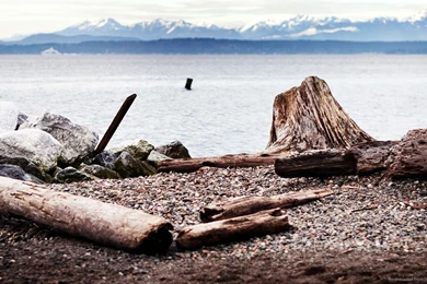 Download 1366x768 Logs In Seattle Wallpapers