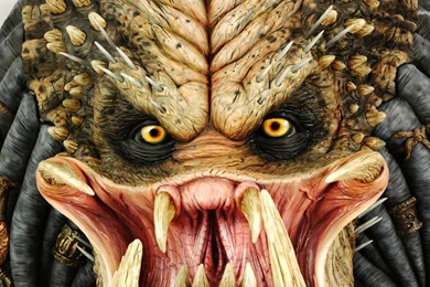 Predator Wallpapers   Movie Wallpapers