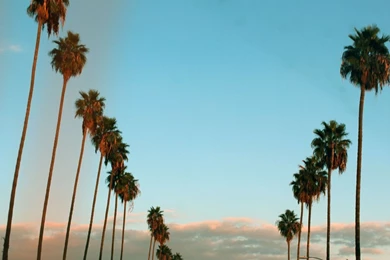 California Palm Trees   Wallpaper.
