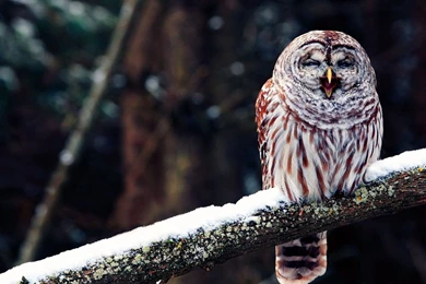 Owl HD Wallpapers And Backgrounds