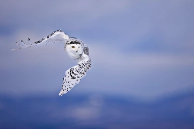 Flying Owl Wallpaper.jpg