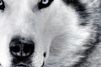 Free HD Wolf Wallpapers