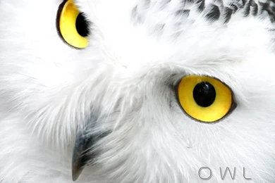 Owl Wallpapers « Animal Spot