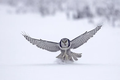 Owl HD Animal Wallpapers