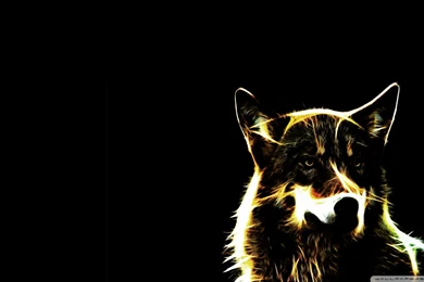 Download Arctic Wolf Wallpapers Wolves Animals Wallpapers 2560x1600 ...