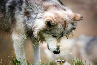 Wolf Wallpapers Awesome Cool   Hapehatelo.com