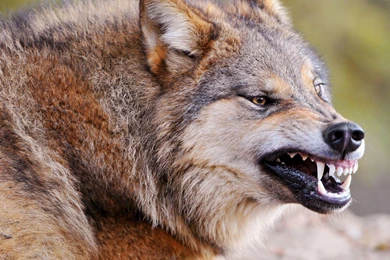 Wolf Wallpapers Wallpapers >> Backgrounds With Quality HD