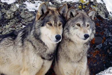 Free Wolf Wallpapers