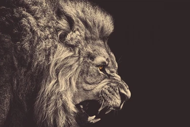 Full HD 1080p Lion Wallpapers HD, Desktop Backgrounds 1920x1080