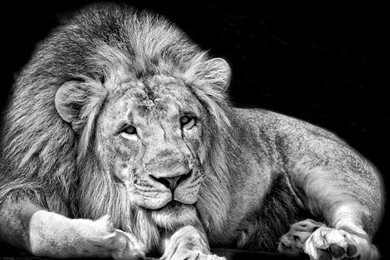 Page 4: Full HD 1080p Lion Wallpapers HD, Desktop Backgrounds ...