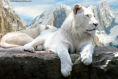 Mountain Lion Hd Wallpapers