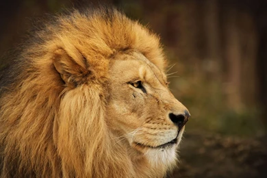 Download Wallpapers 1920x1080 Lion, Face, Look, Background, Waiting ...