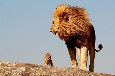 Hd Lion Wallpapers   Wallpapers HD Fine