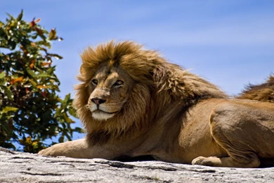 Lion Lion Latest Images For Desktop 1080p Wide HD ...