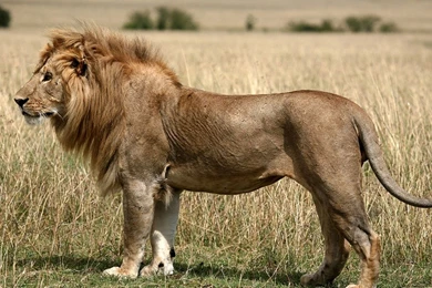 Full HD 1080p King Of Beasts Wallpapers HD, Desktop Backgrounds ...