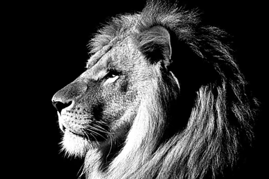 Lion Wallpapers Hd 1080p Wallpapers