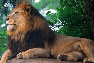 Lion King Of Zoo HD Wallpapers Free Download At Superb Wallpapers