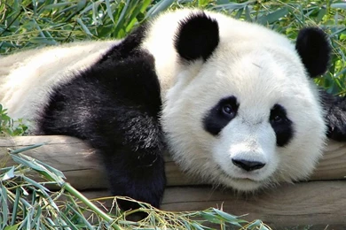 Beautiful Panda Wallpapers