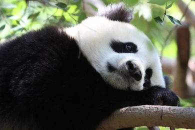 Fonds D U0026 39 Cran Panda Tous Les Wallpapers Panda Nice ...