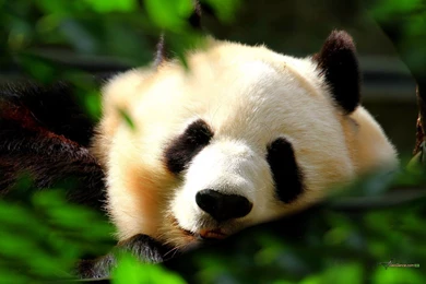 Cute Panda HD Desktop 1600 X 900 Wallpapers HQ Backgrounds HD Nice ...