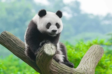 Panda Wallpapers HD
