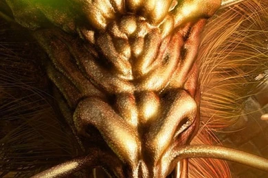 Page 4: iPhone 4S, 4 Dragon Wallpapers HD, Desktop Backgrounds 640x960