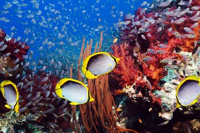 Underwater hd pics hd wallpaper.jpg