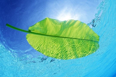 Hd Wallpapers Leaf Underwater   Backgrounds Wallpapers For Your ...
