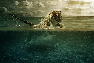 Download Wallpapers 1920x1080 Tiger, Jump, Sea, Underwater, Hunting ...
