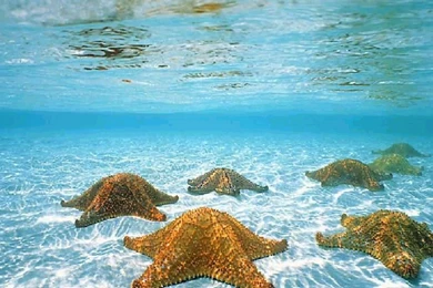 Underwater Wallpapers Hd 1080p 5   Photography Wall