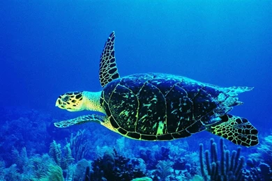 Turtle HD Wallpaper, Turtle Photo, New Wallpapers