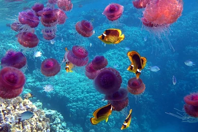 Jellyfish, Ocean, Coral, Underwater, 1920x1200 HD Wallpapers And ...