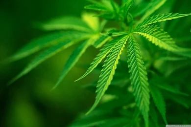 Green Leaves HD Desktop Wallpapers : Widescreen : High Definition ...