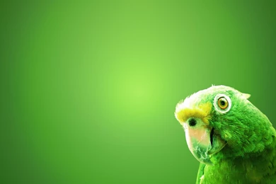 Green Parrots Bird Wallpaper.jpg