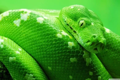 Green Boa Snake HD Desktop Wallpapers : Widescreen : High ...