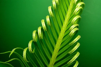 Green Nature Wallpapers   Latest Wallpapers