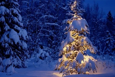 Lonely Christmas Tree Wallpapers